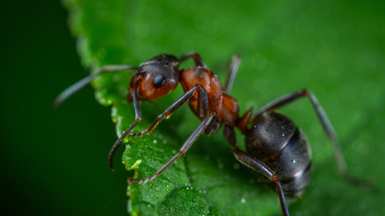 A red and brown ant on a green leaf.