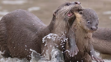 Adult otter biting pup