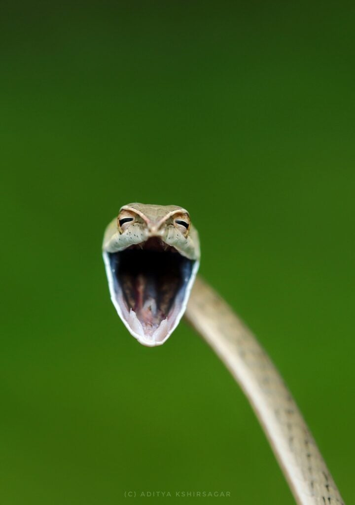 Vine snake with mouth open