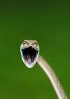 Vine snake with mouth open