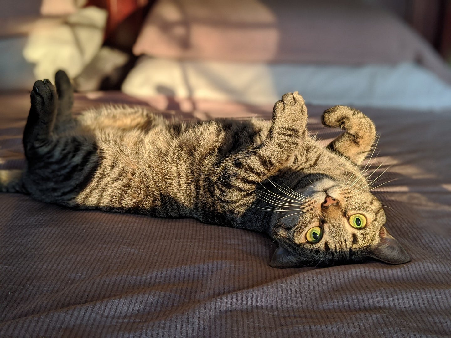 A light brown and dark brown tabby cat lays on its back and looks at a camera upside down.