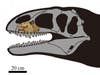 An illustration of a dinosaur skull with a real bone fossil displayed in one section of the upper jaw.