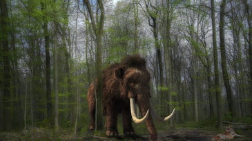 Rendering of mammoth in forest.