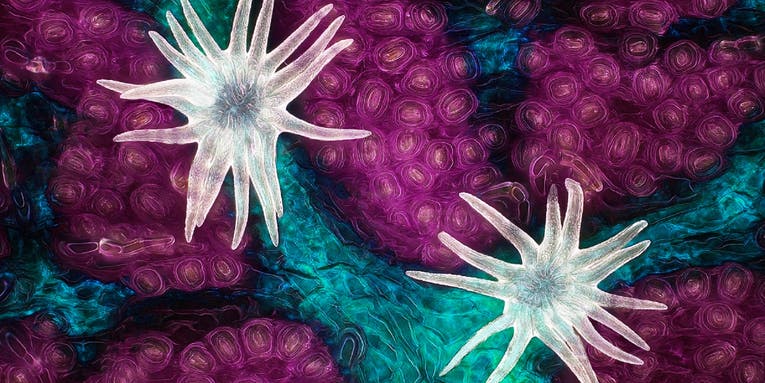 11 views of the microscopic world in brilliant detail