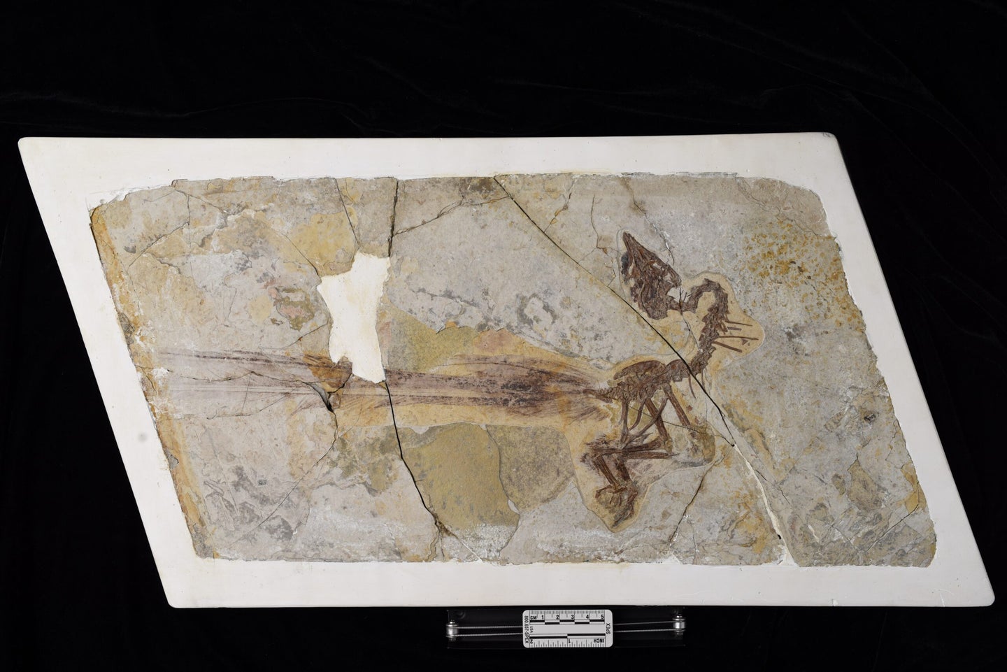 The holotype fossil of Yuanchuavis. 