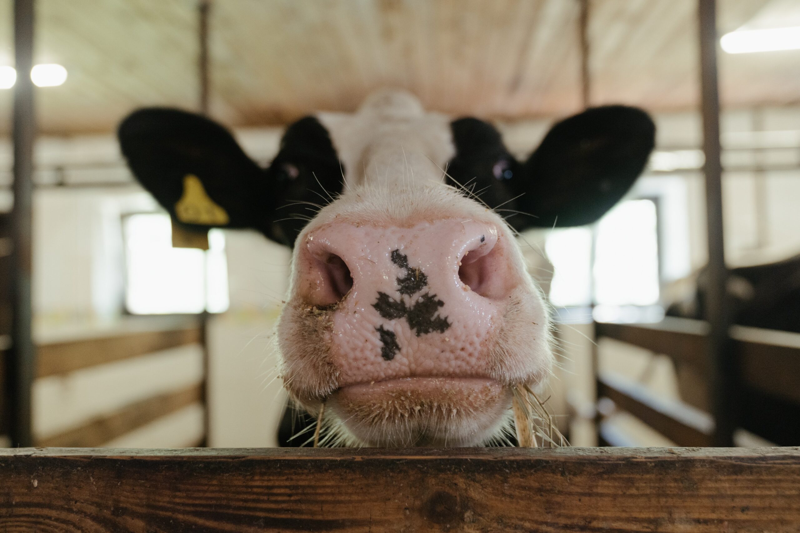 Potty-trained cows could seriously help the planet