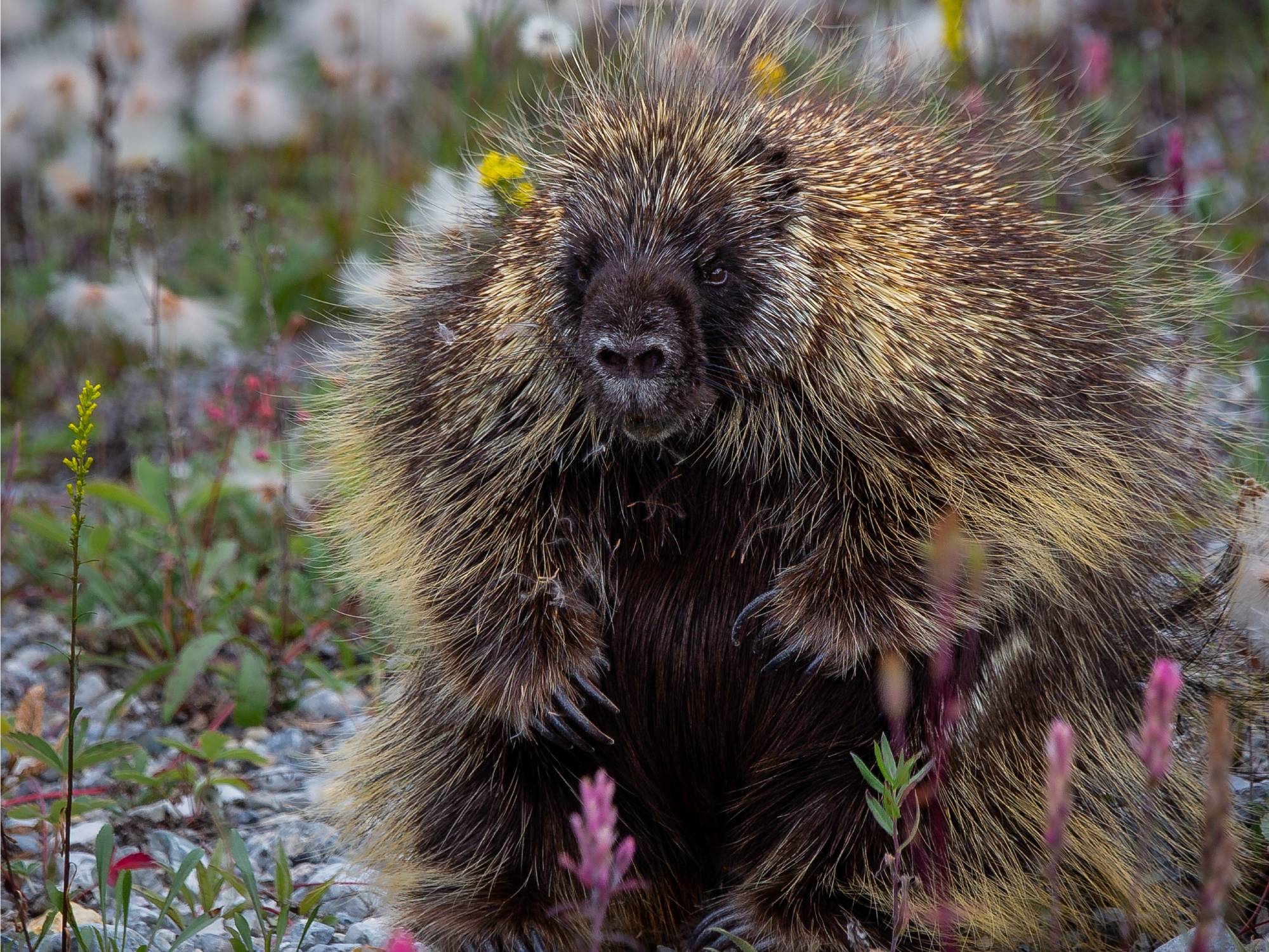 North american porcupine sitting on the ground among wild flower