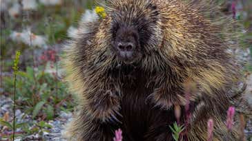 How to not get pricked by a North American porcupine