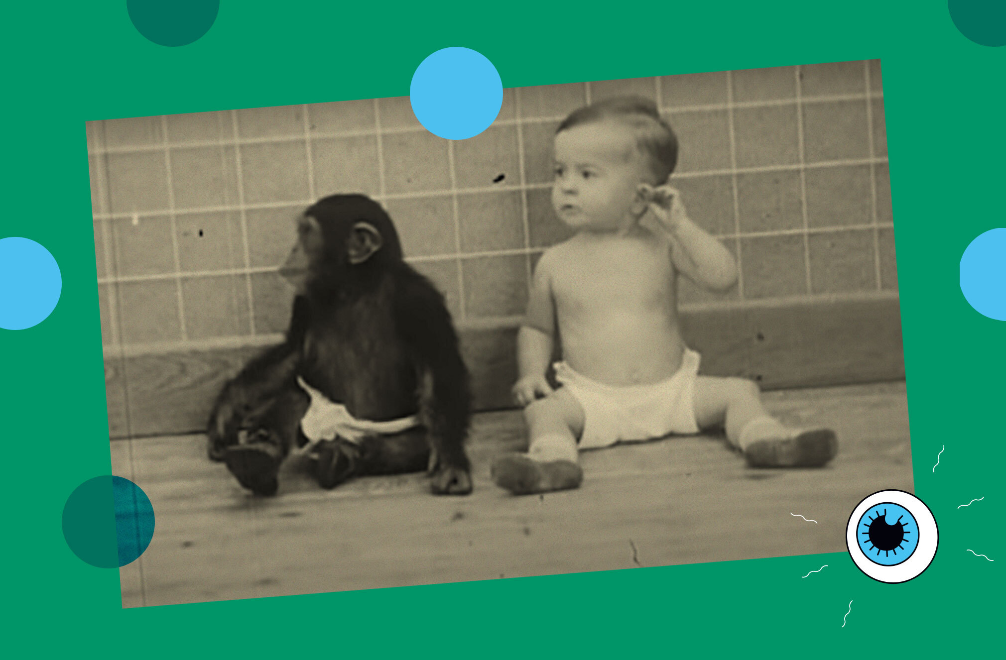 What scientists learned when they tried to raise a chimp with a human baby
