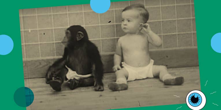 What scientists learned when they tried to raise a chimp with a human baby