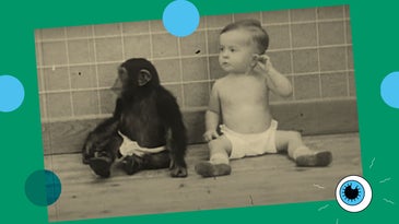 a baby chimp and baby human
