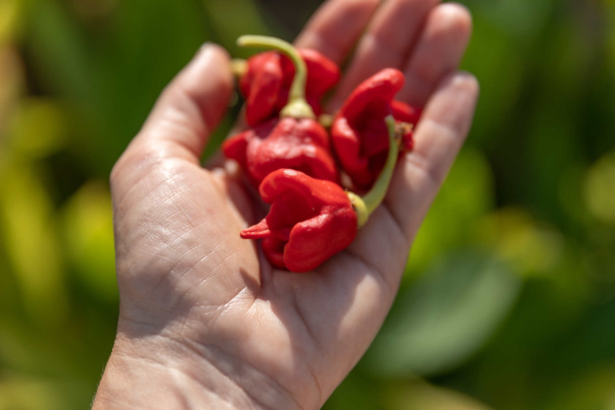 What would possess someone to eat a Carolina Reaper pepper? This writer tried to find out.