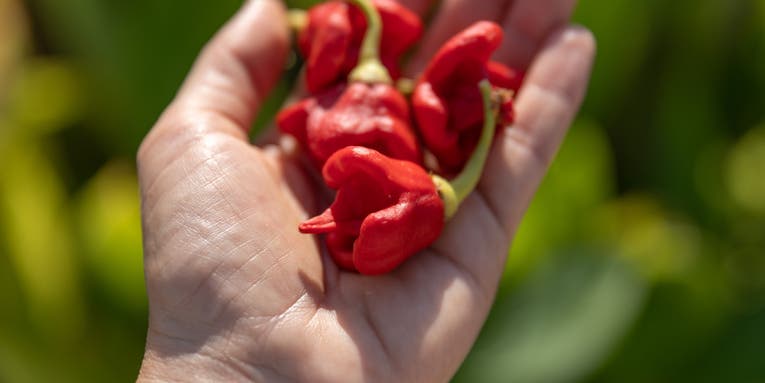 What would possess someone to eat a Carolina Reaper pepper? This writer tried to find out.