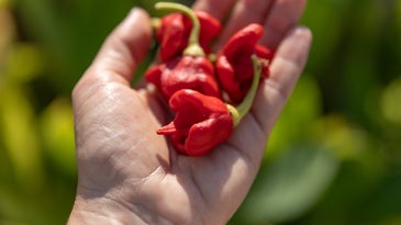 Hot chilli Carolina Reaper peppers on person's palm in summer garden.