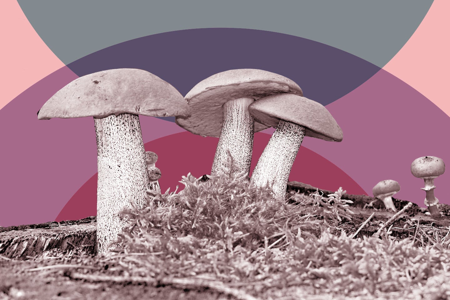 mushrooms growing in the wild