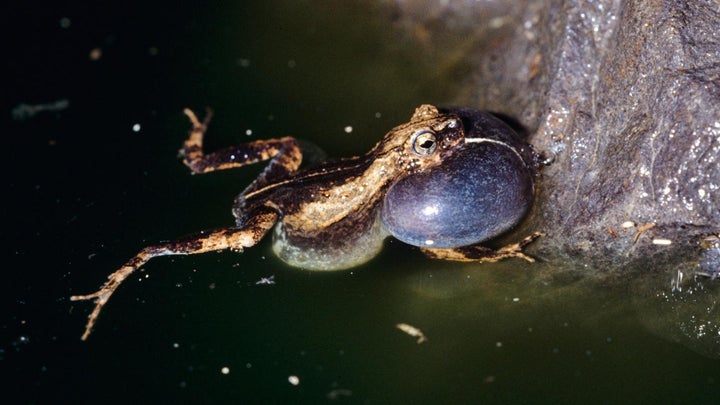 A frog in a dark pond with its vocal sac filled up with air.