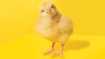 baby-chick-cocked-head