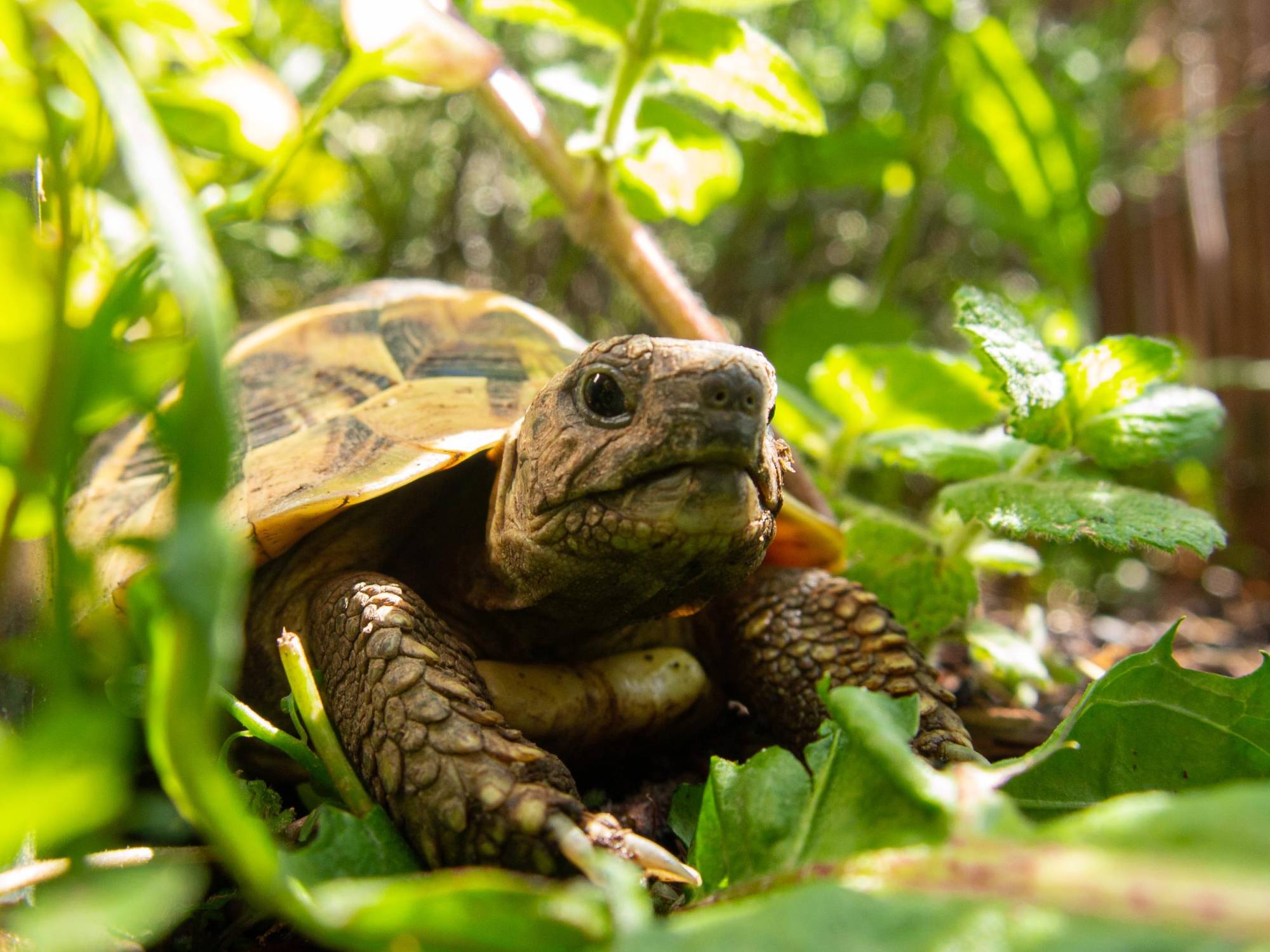 Tortoise on the ground surrounded by plants