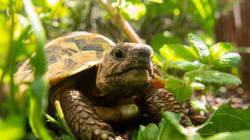 How to turn your garden into a tortoise sanctuary
