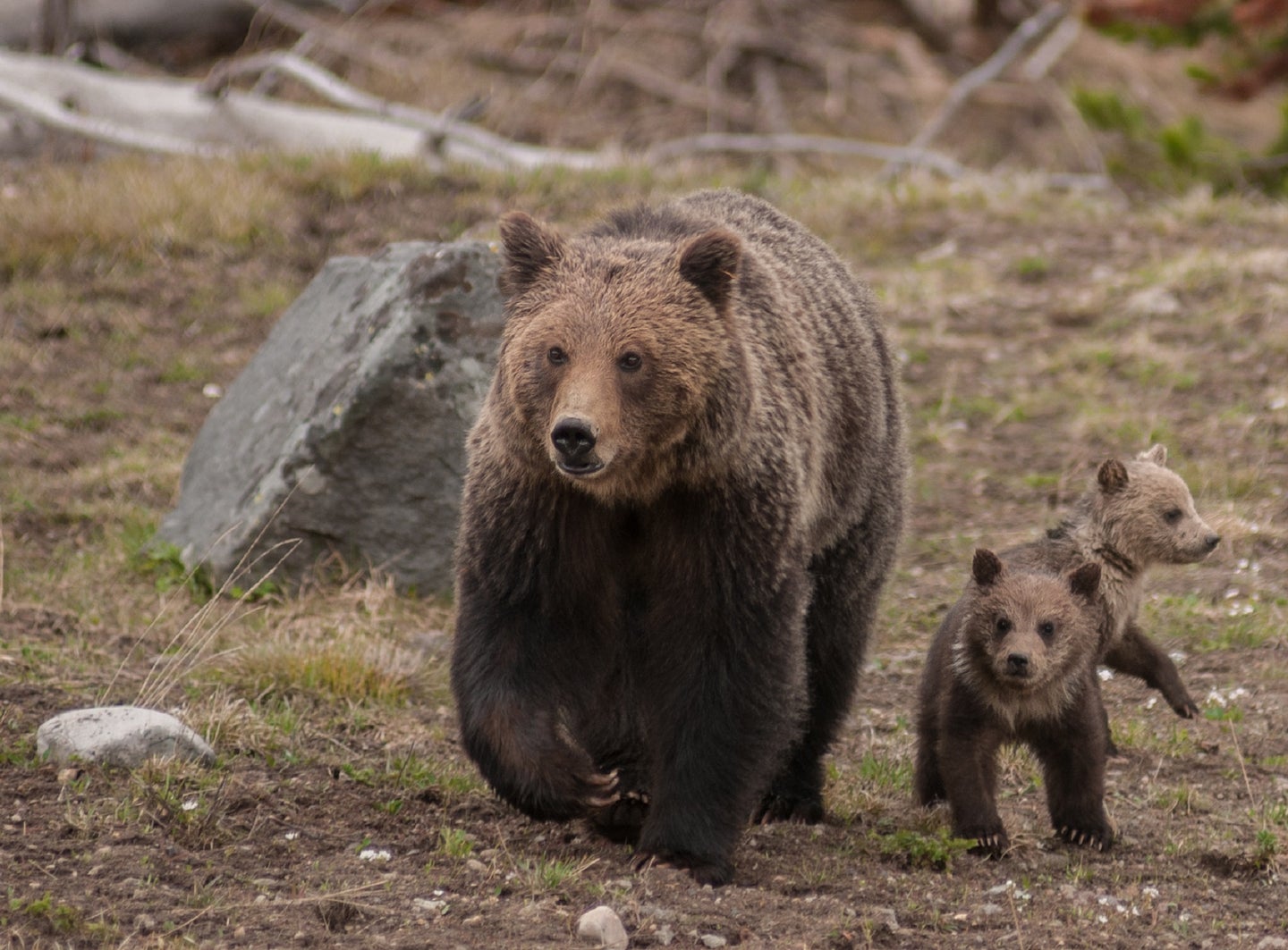 Grizzly bear family in Yellowstone National Park