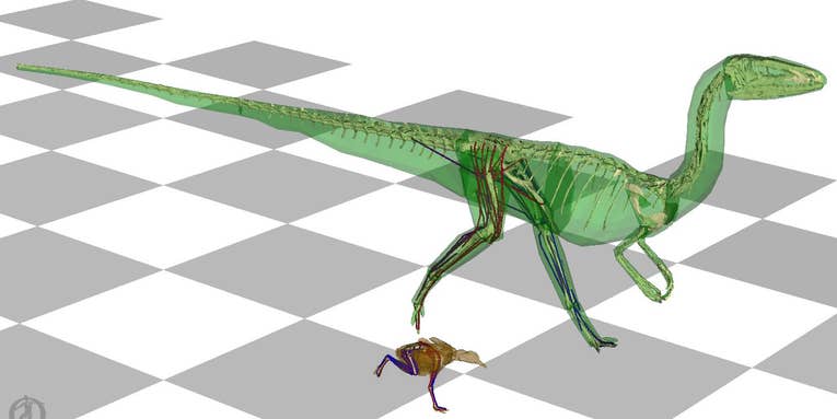 Two-legged dinosaurs wagged their tails like giant, scaly puppies