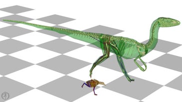 An illustration of a 2-legged dinosaur running beside a small brown bird, on a checkered background. Their skin is see-through, revealing bones and tendons.