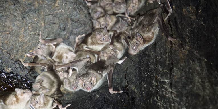 Vampire bats rendezvous with their friends when dining out