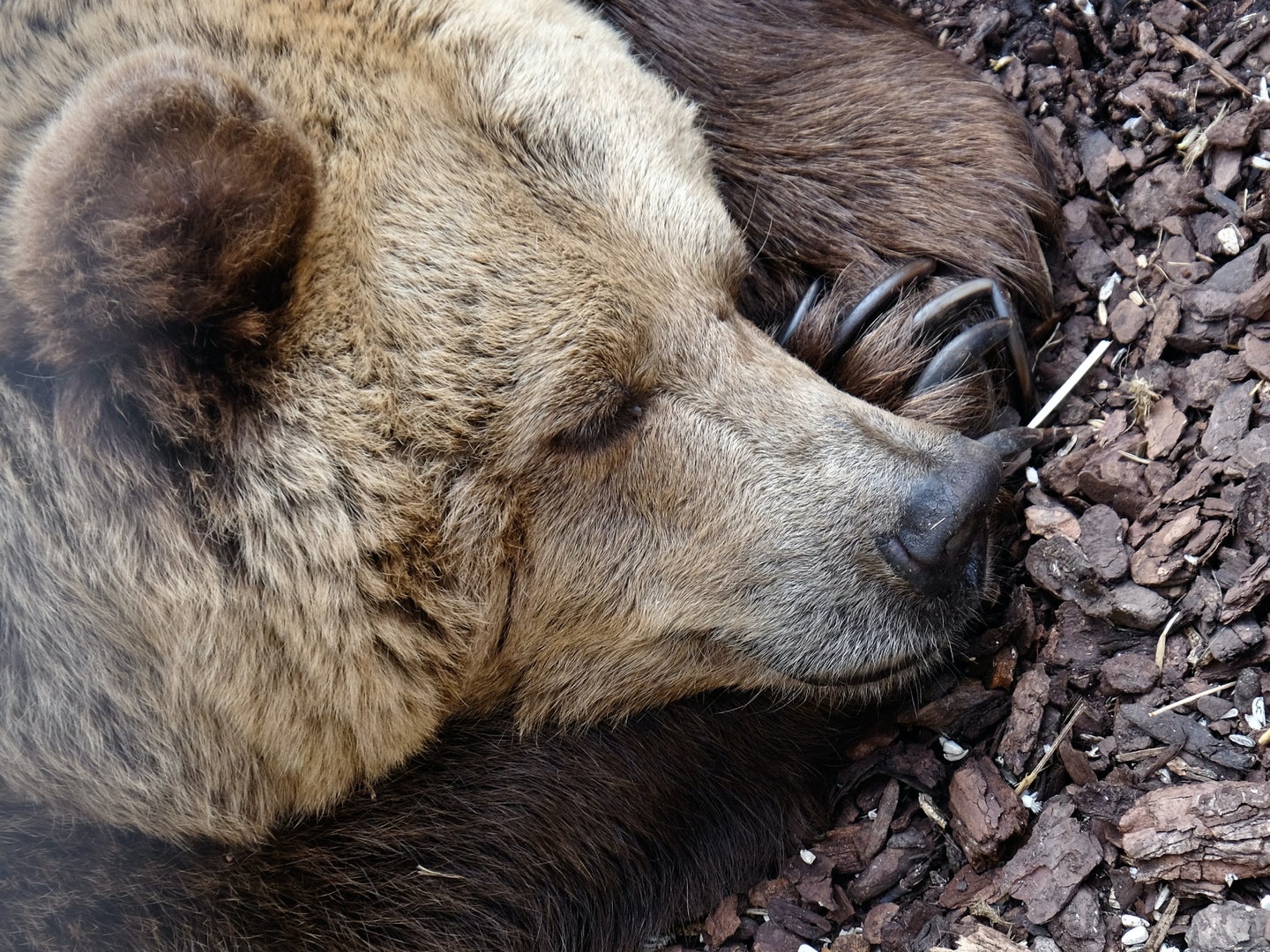 A bear sleeping, maybe after eating its fill of trash.