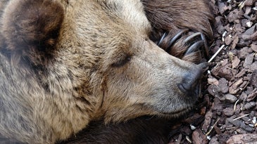 A bear sleeping, maybe after eating its fill of trash.