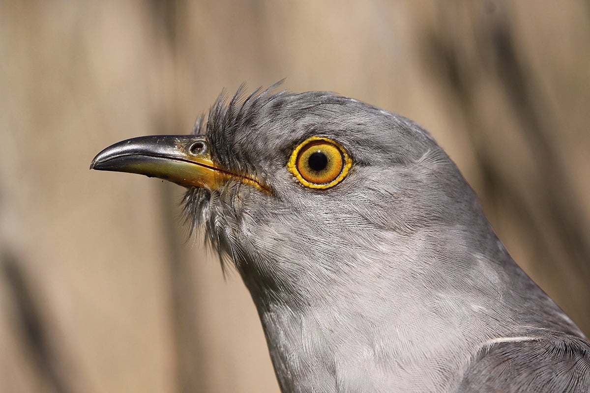 Parasitic birds like cuckoos seem to target victims who can’t see well