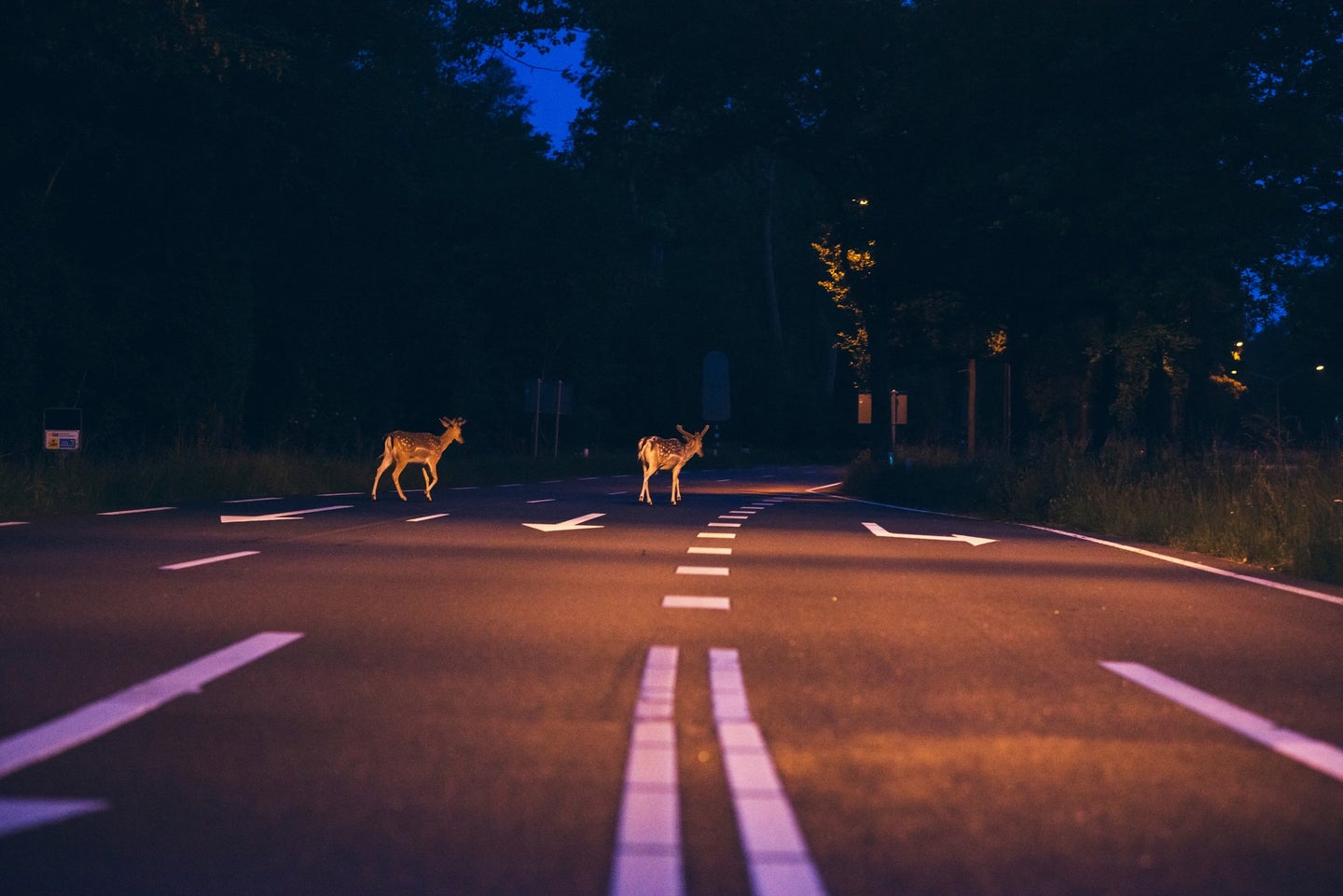 Deer on the road at night risking a car crash