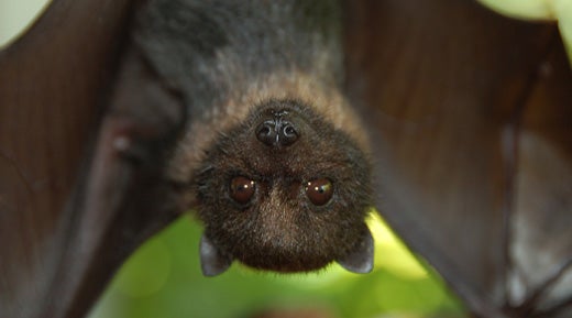 خفاش میوه ای کوچک ماریانا که وارونه آویزان شده است