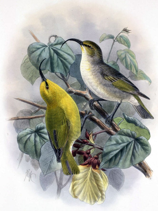 Goodbye to the Molokai creeper, the scioto madcat and 21 other species, now declared extinct