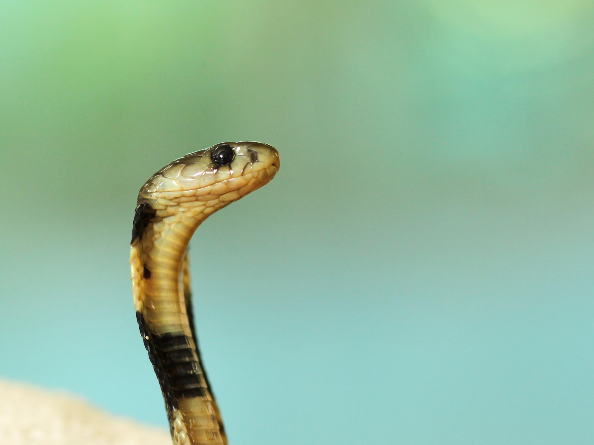 The best ways to wrangle, repel, and just get snakes out of your home