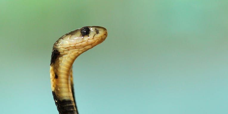 The best ways to wrangle, repel, and just get snakes out of your home