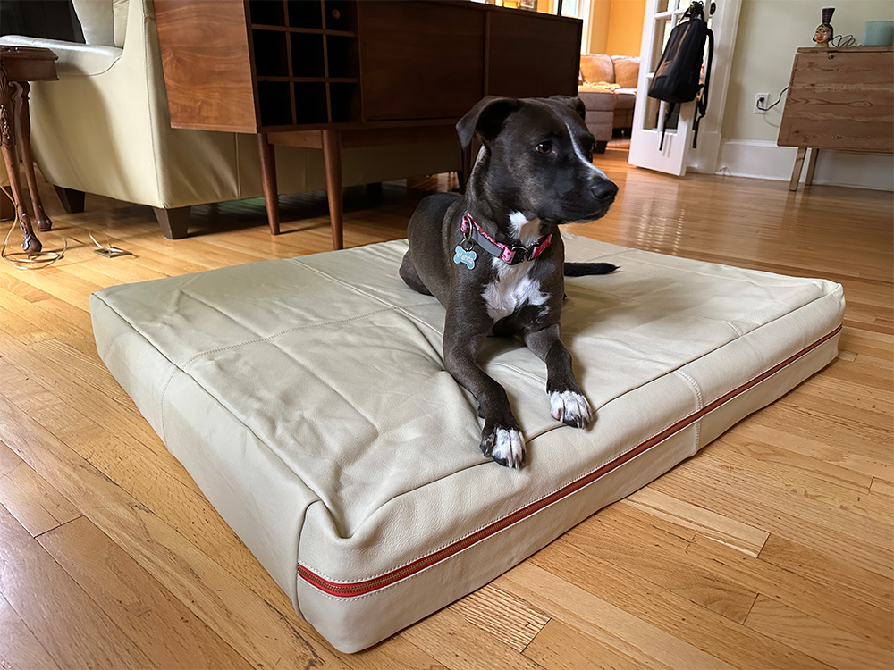 A black dog with white paws sitting on the Le Bed Leather Dog Bed.