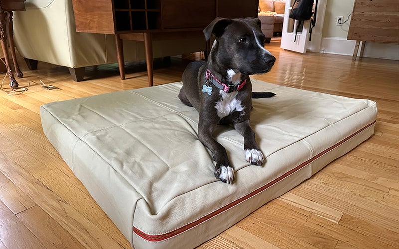 A black dog with white paws sitting on the Le Bed Leather Dog Bed.