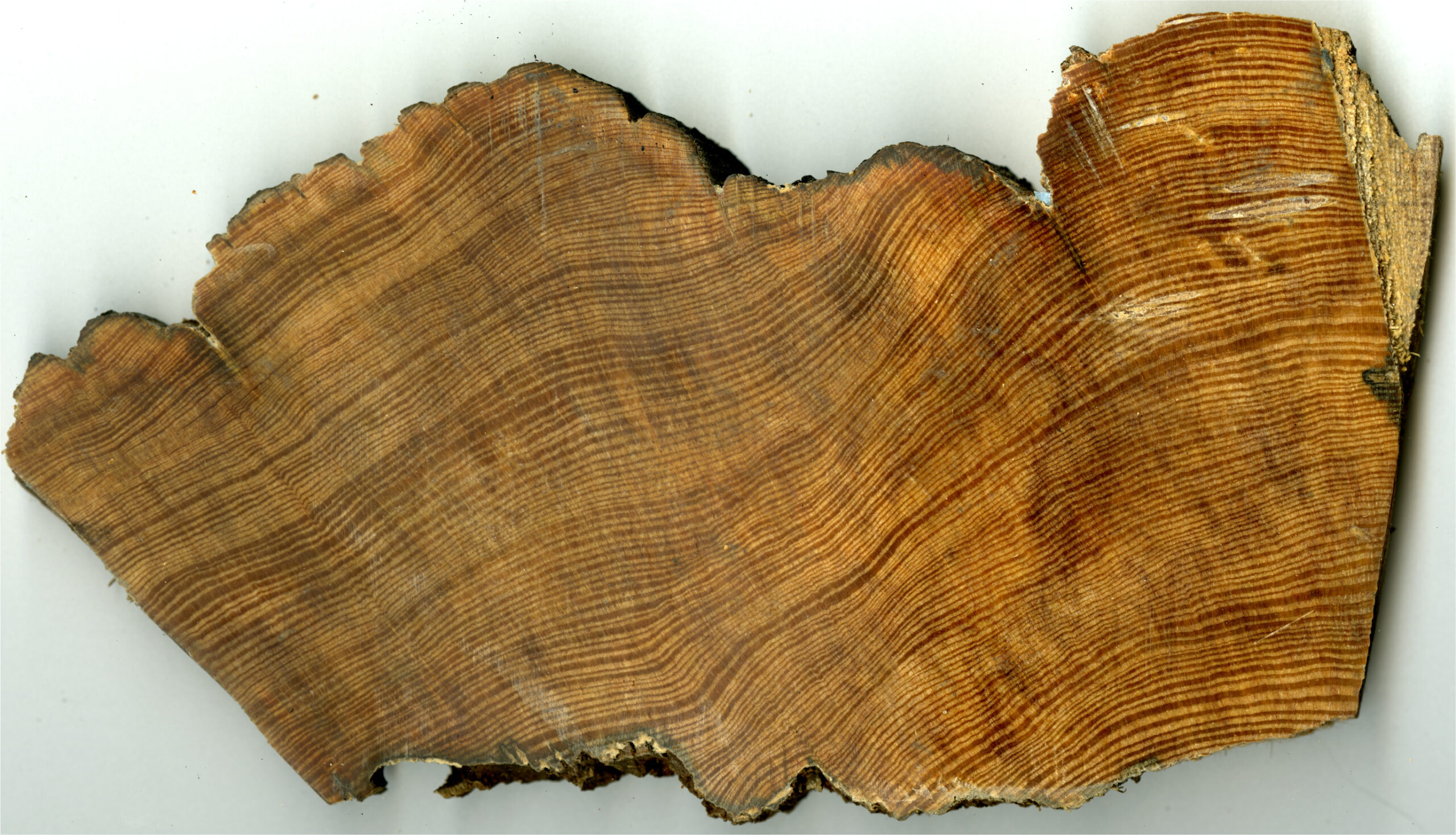 300 years of tree rings show just how badly hurricanes have soaked the Carolinas