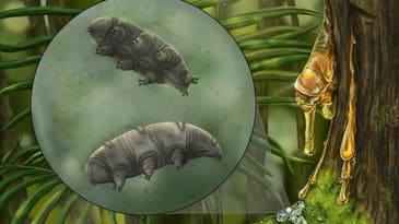 Scientists discovered an extremely rare tardigrade fossil trapped in Dominican amber