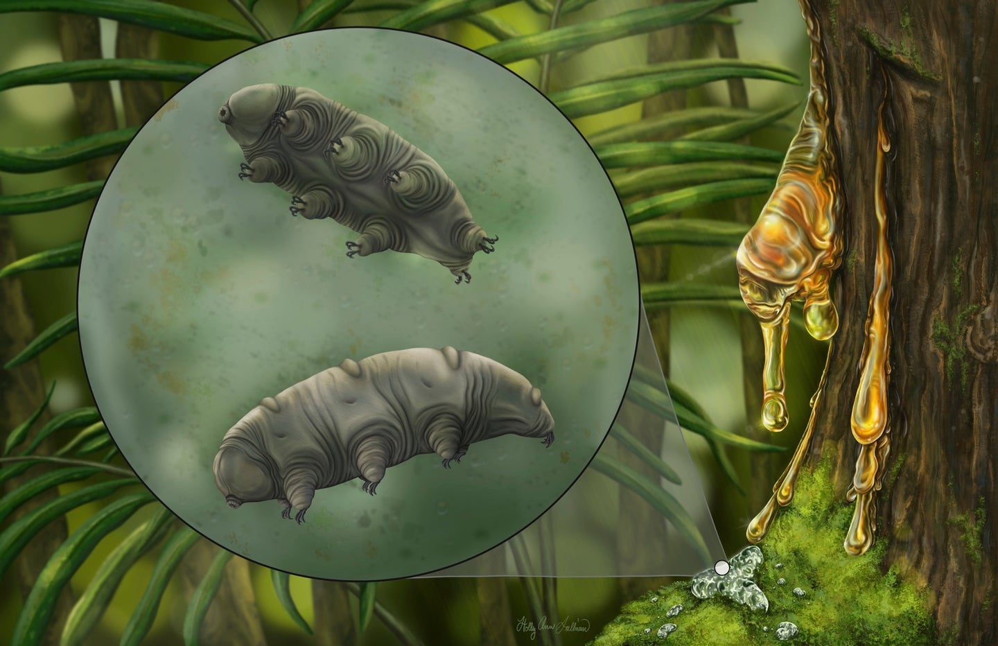 Tardigrades, when alive, are extremely resilient and hard to kill, but they don’t show up in the fossil record very often.