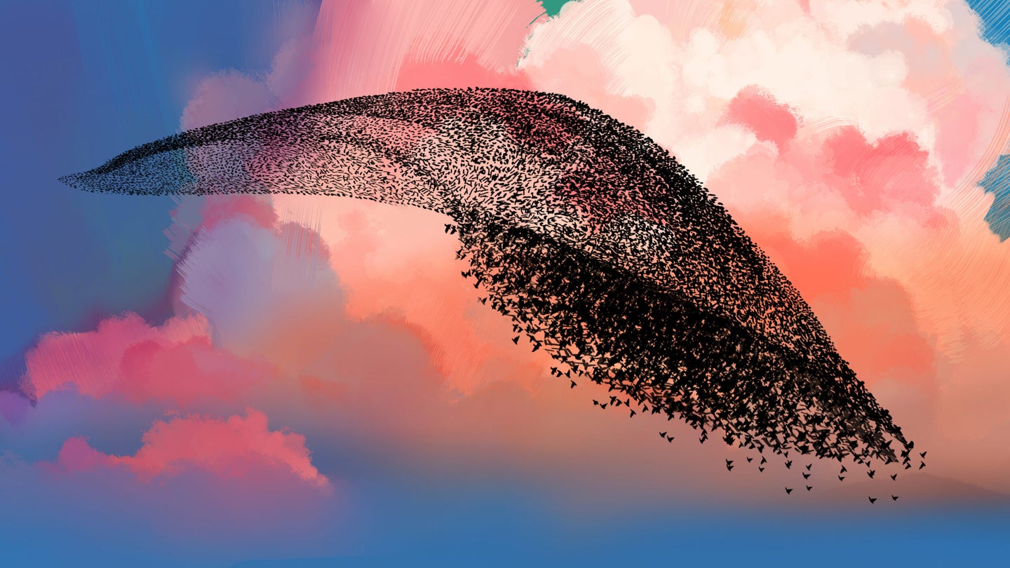 an illustration of a huge group of small dark birds flying in a cloud-like formation against a colorful sunset