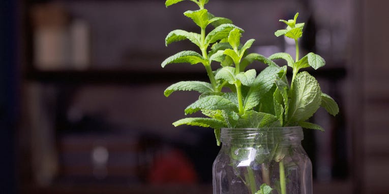 6 ways to magically regrow vegetables in only water