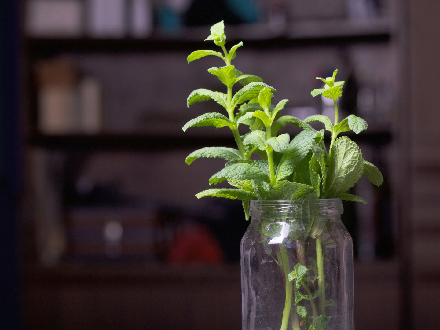A small mint plant growing roots in a glass jar full of water.