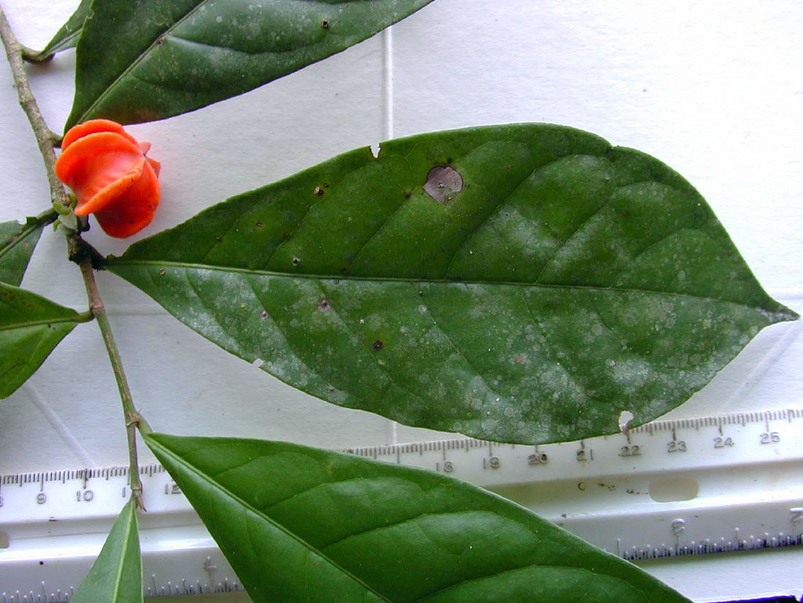 After 50 years, botanists finally identified this Amazonian plant