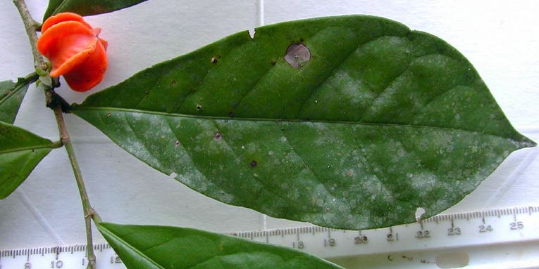 After 50 years, botanists finally identified this Amazonian plant