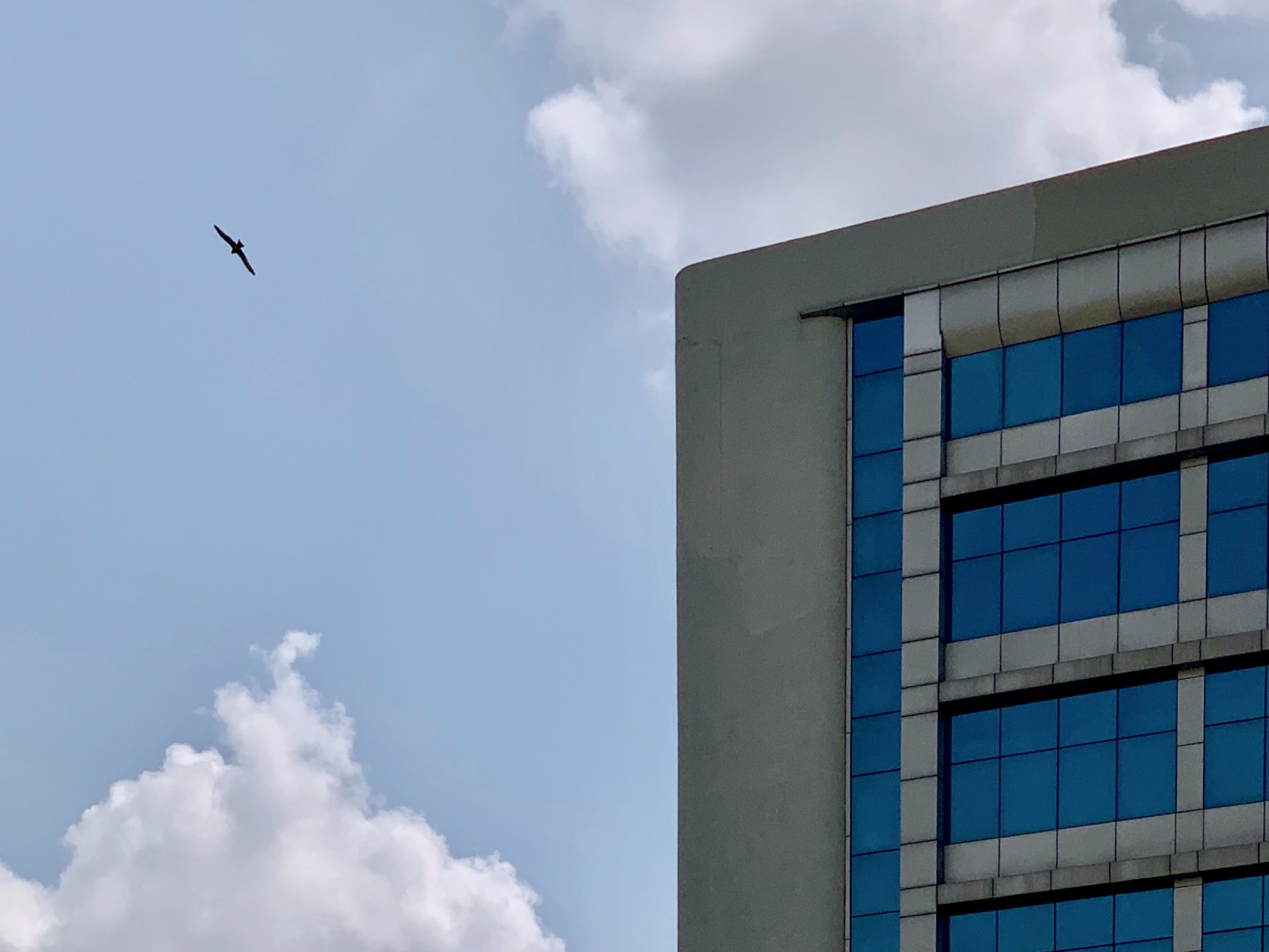 A bird flying near a concrete commercial building with large windows on a sunny day.