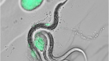 Fluorescent microscopy images of nematodes