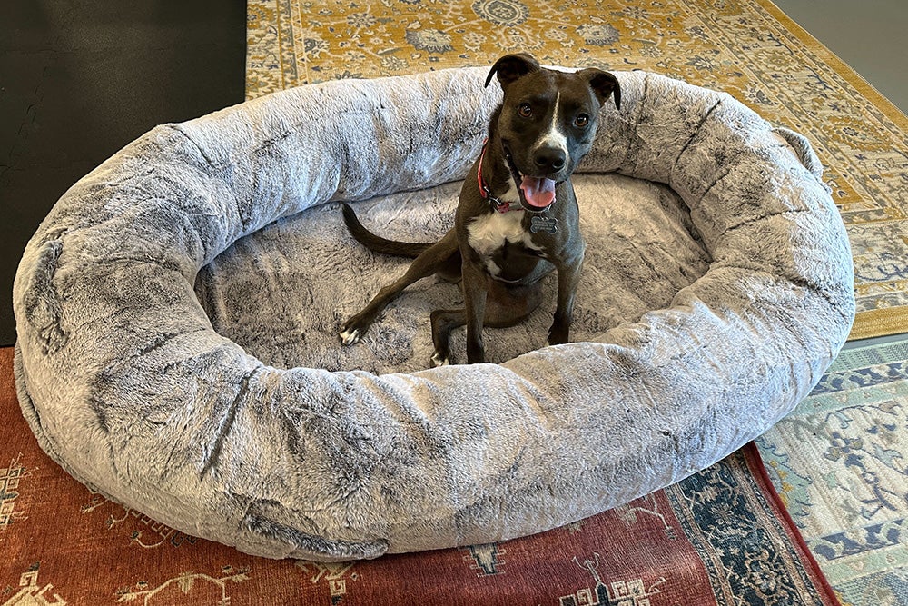 Wanda being the best girl in Billy's human-sized Plufl dog bed