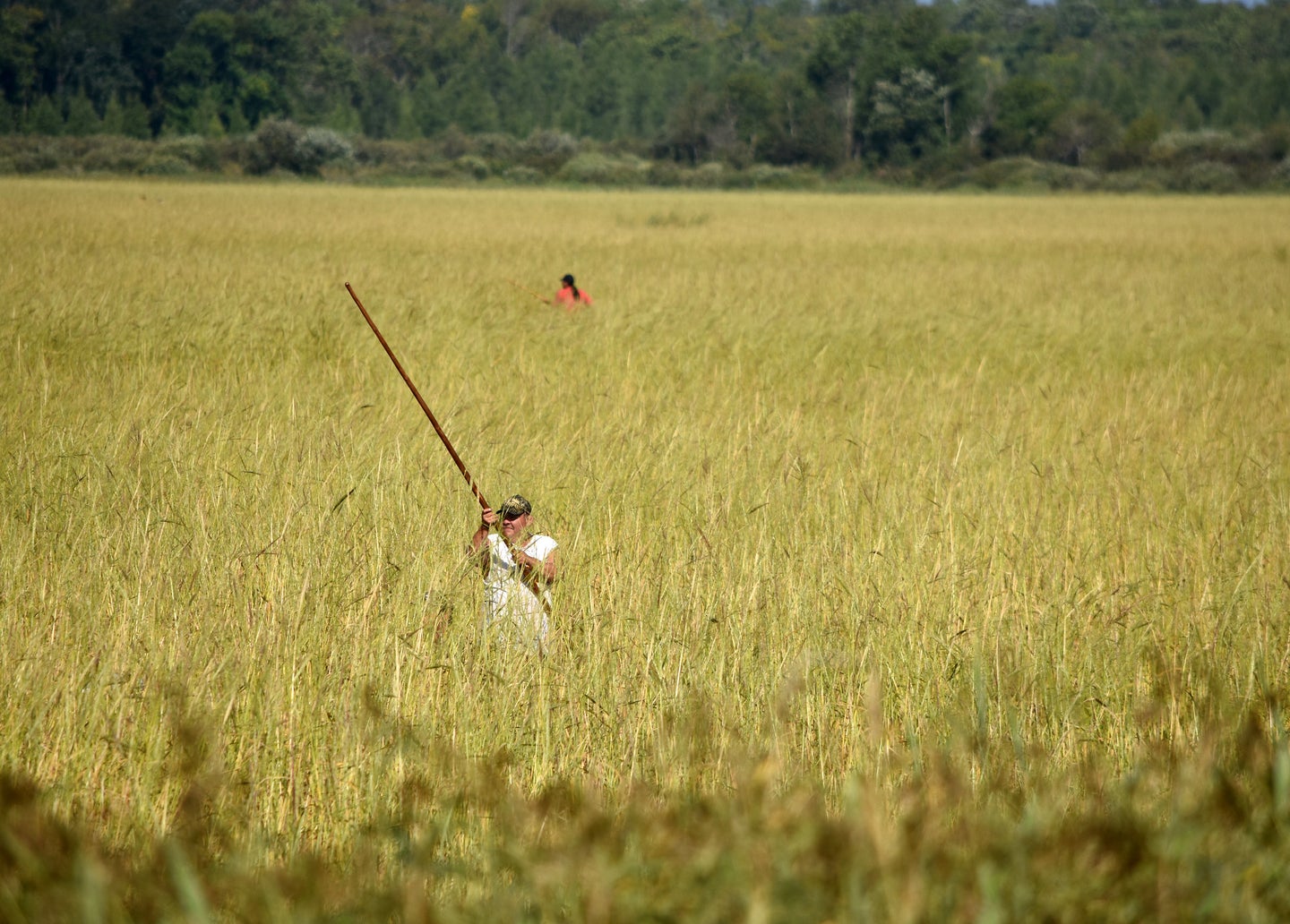 Minnesota has the largest amount of wild rice, one of North America's few native grains, by acre than any other state.