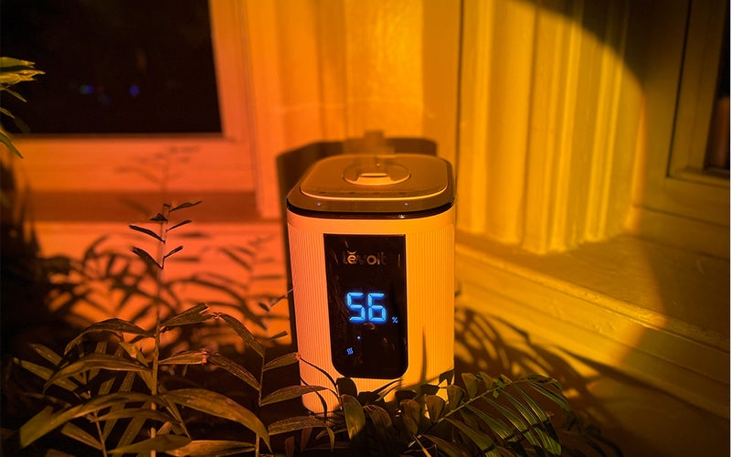 A Levoit OasisMist 1000S (10L) Smart Humidifier in sunset lighting sitting among plants.